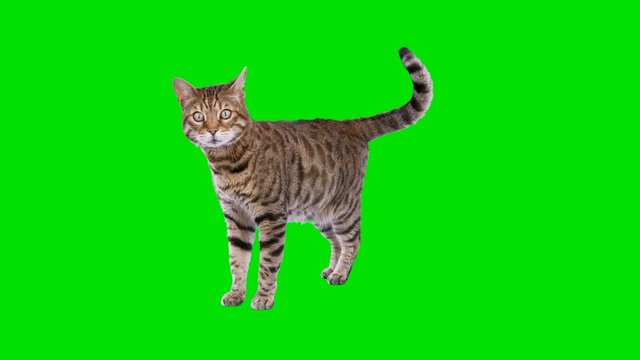 4K Bengal cat on green screen isolated with chroma key, real shot. Cat standing looking at camera