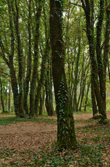 Forest scenery taken in central Portugal