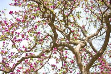 twisted pink magnolia blossoms capitol hill washington dc usa in spring