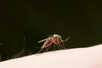 Female mosquito sucks blood sitting on the surface of human skin. On a dark green background.