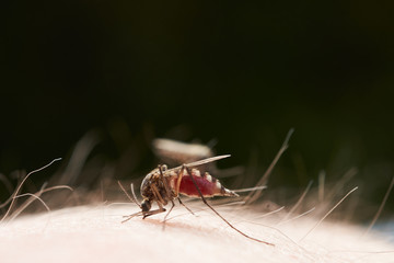 Female mosquito sucks blood sitting on the surface of human skin. On a dark green background.