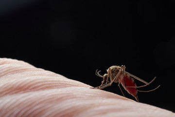 Female mosquito sucks blood sitting on the surface of human skin. On black background.