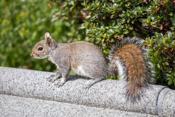 gray squirrel in spring washington dc capitol hill usa