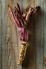 Dried multicolored corn cob on a textured, dark wood background