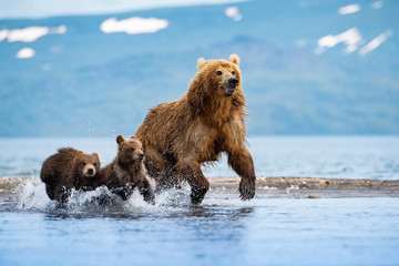 Fototapeta premium The&nbsp;Kamchatka&nbsp;brown&nbsp;bear, Ursus arctos beringianus catches salmons at Kuril Lake in Kamchatka, running in the water, action picture