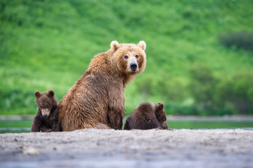 Obraz premium The&nbsp;Kamchatka&nbsp;brown&nbsp;bear, Ursus arctos beringianus catches salmons at Kuril Lake in Kamchatka, mother with cubs