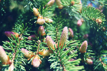 Evergreen pine tree branches blooming in sunlight  