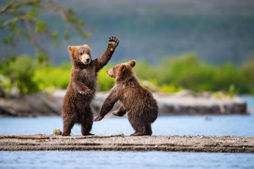 The young Kamchatka brown bear, Ursus arctos beringianus catches salmons at Kuril Lake in Kamchatka, running and playing in the water, action picture - obrazy, fototapety, plakaty
