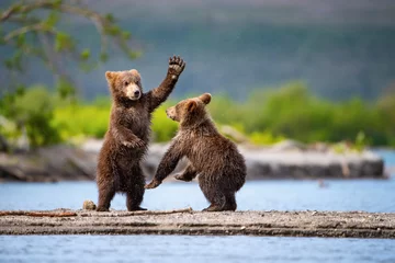 Gordijnen The young Kamchatka brown bear, Ursus arctos beringianus catches salmons at Kuril Lake in Kamchatka, running and playing in the water, action picture © Petr Šimon