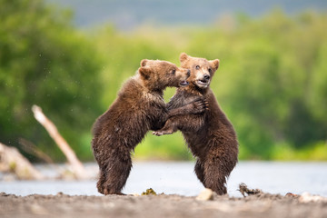 Obraz premium The&nbsp;young Kamchatka&nbsp;brown&nbsp;bear, Ursus arctos beringianus catches salmons at Kuril Lake in Kamchatka, running and playing in the water, action picture