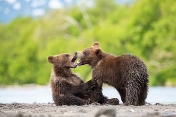 Obraz premium The&nbsp;young Kamchatka&nbsp;brown&nbsp;bear, Ursus arctos beringianus catches salmons at Kuril Lake in Kamchatka, running and playing in the water, action picture