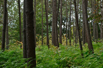 Forest scenery taken in central Portugal