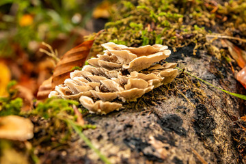 Tree fungus, Seven Lakes, Bolu