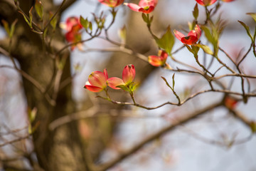 pink dogwood blossoms capitol hill spring washington dc usa