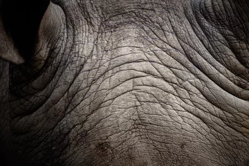 Zelfklevend Fotobehang rhino skin, texture of rhino skin for background © chokniti