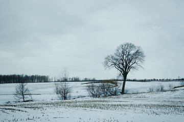 Trees separating fields.
