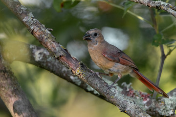 Young female northern american cardinal sitting on tree branch