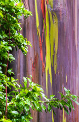 Rainbow bark Eucalyptus tree