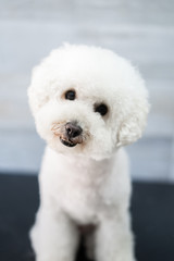 Barboncino Bianco riceve una Toelettatura professionale con un taglio a forbici