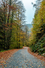 Bolu Yedigoller National Park, Turkey
