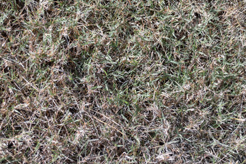 dead and dying grass texture