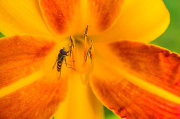 Hoverfly (Syrphidae) collects nectar from the stamens of a red-yellow lily. Macro. Soft focus, shallow depth of field.