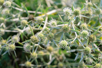 Bush Eryngium closeup summer in the mountains