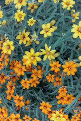 Bright yellow and orange flower blooms