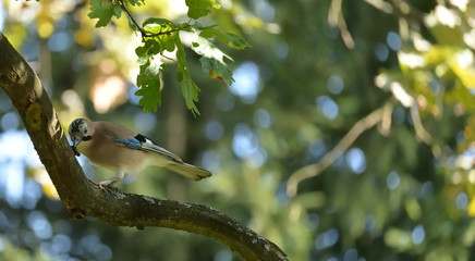 Eurasian Jay (Garrulus Glandarius) Sitting at the Branch somwhere in Poland.