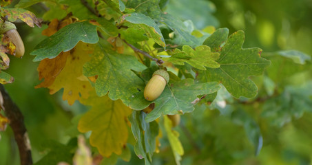 Fototapeta premium Acorns at the huge oak in the garden somwhere in Poland.