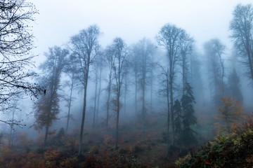 Obraz na płótnie Canvas Foggy forest landscape