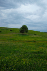Fototapeta premium tree in a field