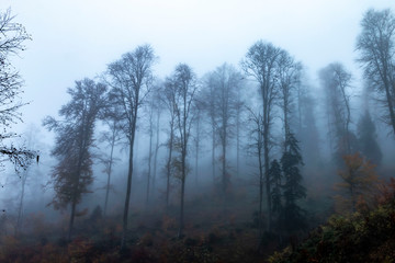 Obraz na płótnie Canvas Foggy forest landscape