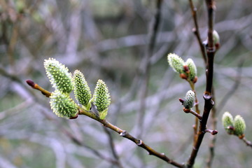 catkin