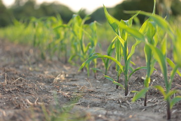 Young Corn