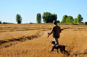 cazador cazando con un perro de caza en un día soleado - obrazy, fototapety, plakaty