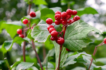 Ripe red berries of viburnum on a bush in an autumn garden