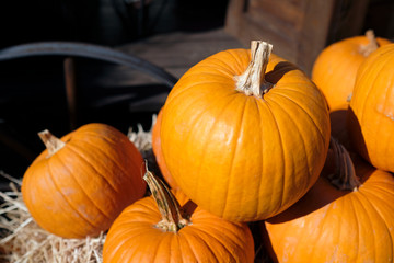 Thanksgiving and Halloween: Multiple pumpkins on and around stacks of hay