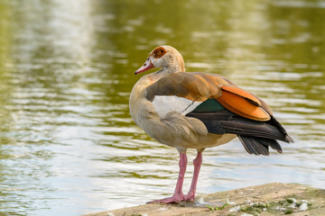 Eine Nilgans steht vor einem Gewässer
