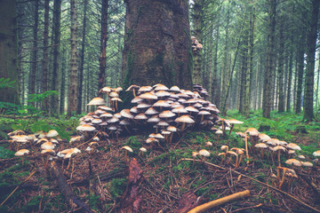 Mushrooms at the base of a tree