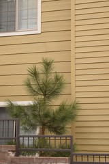 Baby tree against wall background