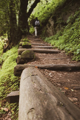 Big Sur Forest Walk
