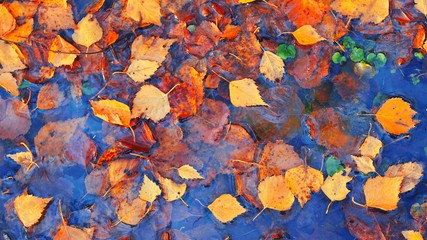 Colourful fall leaves in pond lake water, floating autumn leaf. Fall season leaves in rain puddle. Sunny autumn day foliage. October weather, november nature background. Beautiful reflection in water.