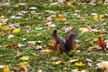 Squirrel on its hind legs with a fluffy tail on green grass with yellow leaves
