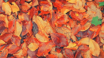 Yellow, orange and red october autumn leaves on ground in beautiful fall park. Fallen colorful golden autumn leaves close up view on ground in sunny light October nature macro leaf flatlay background
