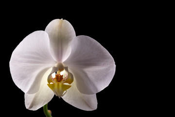 White Orchid on black background