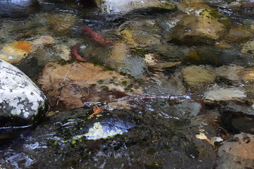 Amazing Kokonee Red Fish Spawnign Run In Idaho