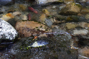 Amazing Kokonee Red Fish Spawnign Run In Idaho