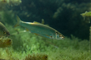 Fish of Zrmanja River, Croatia
