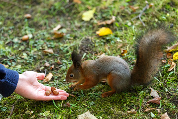 The squirrel eats nuts from the hands on its hind legs in nature